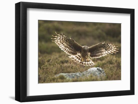 Hen Harrier (Circus Cyaneus) Female Landing on Rock in Moorland Habitat, Grampian, Scotland, UK-Mark Hamblin-Framed Photographic Print