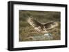 Hen Harrier (Circus Cyaneus) Female Landing on Rock in Moorland Habitat, Grampian, Scotland, UK-Mark Hamblin-Framed Photographic Print