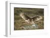 Hen Harrier (Circus Cyaneus) Female Landing on Rock in Moorland Habitat, Grampian, Scotland, UK-Mark Hamblin-Framed Photographic Print