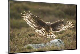 Hen Harrier (Circus Cyaneus) Female Landing on Rock in Moorland Habitat, Grampian, Scotland, UK-Mark Hamblin-Mounted Photographic Print