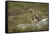 Hen Harrier (Circus Cyaneus) Female Perched on Rock, Glen Tanar Estate, Scotland, UK-Mark Hamblin-Framed Stretched Canvas