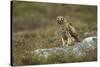 Hen Harrier (Circus Cyaneus) Female Perched on Rock, Glen Tanar Estate, Scotland, UK-Mark Hamblin-Stretched Canvas