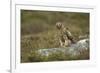 Hen Harrier (Circus Cyaneus) Female Perched on Rock, Glen Tanar Estate, Scotland, UK-Mark Hamblin-Framed Photographic Print