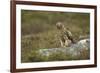 Hen Harrier (Circus Cyaneus) Female Perched on Rock, Glen Tanar Estate, Scotland, UK-Mark Hamblin-Framed Photographic Print