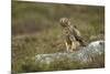 Hen Harrier (Circus Cyaneus) Female Perched on Rock, Glen Tanar Estate, Scotland, UK-Mark Hamblin-Mounted Photographic Print