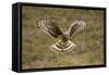 Hen Harrier (Circus Cyaneus) Hovering over Moorland, Glen Tanar Estate, Deeside, Scotland, UK-Mark Hamblin-Framed Stretched Canvas