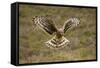 Hen Harrier (Circus Cyaneus) Hovering over Moorland, Glen Tanar Estate, Deeside, Scotland, UK-Mark Hamblin-Framed Stretched Canvas