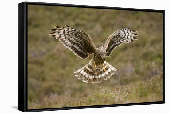 Hen Harrier (Circus Cyaneus) Hovering over Moorland, Glen Tanar Estate, Deeside, Scotland, UK-Mark Hamblin-Framed Stretched Canvas