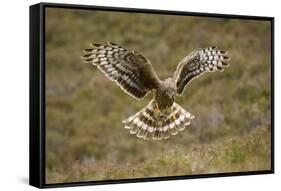 Hen Harrier (Circus Cyaneus) Hovering over Moorland, Glen Tanar Estate, Deeside, Scotland, UK-Mark Hamblin-Framed Stretched Canvas