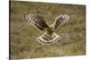 Hen Harrier (Circus Cyaneus) Hovering over Moorland, Glen Tanar Estate, Deeside, Scotland, UK-Mark Hamblin-Stretched Canvas