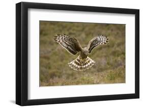 Hen Harrier (Circus Cyaneus) Hovering over Moorland, Glen Tanar Estate, Deeside, Scotland, UK-Mark Hamblin-Framed Photographic Print