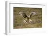 Hen Harrier (Circus Cyaneus) Hovering over Moorland, Glen Tanar Estate, Deeside, Scotland, UK-Mark Hamblin-Framed Photographic Print