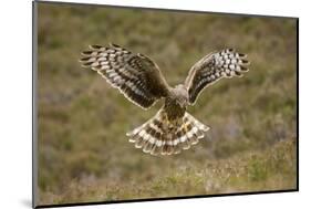 Hen Harrier (Circus Cyaneus) Hovering over Moorland, Glen Tanar Estate, Deeside, Scotland, UK-Mark Hamblin-Mounted Photographic Print