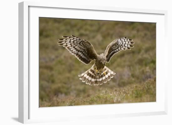 Hen Harrier (Circus Cyaneus) Hovering over Moorland, Glen Tanar Estate, Deeside, Scotland, UK-Mark Hamblin-Framed Photographic Print