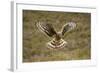 Hen Harrier (Circus Cyaneus) Hovering over Moorland, Glen Tanar Estate, Deeside, Scotland, UK-Mark Hamblin-Framed Photographic Print