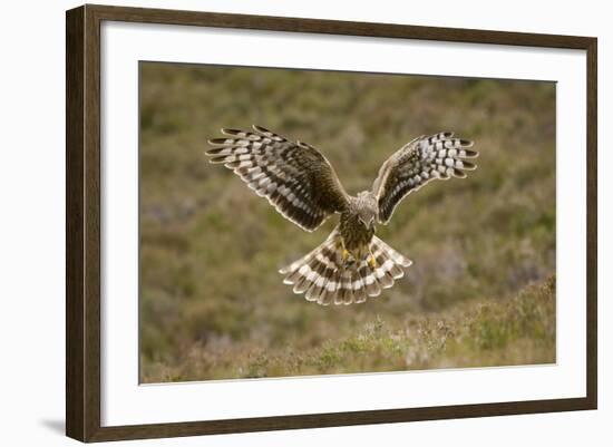 Hen Harrier (Circus Cyaneus) Hovering over Moorland, Glen Tanar Estate, Deeside, Scotland, UK-Mark Hamblin-Framed Photographic Print