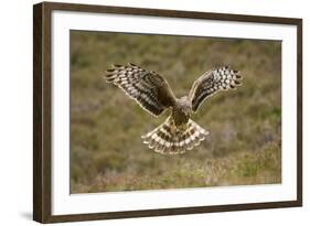 Hen Harrier (Circus Cyaneus) Hovering over Moorland, Glen Tanar Estate, Deeside, Scotland, UK-Mark Hamblin-Framed Photographic Print