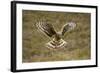 Hen Harrier (Circus Cyaneus) Hovering over Moorland, Glen Tanar Estate, Deeside, Scotland, UK-Mark Hamblin-Framed Photographic Print