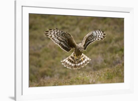 Hen Harrier (Circus Cyaneus) Hovering over Moorland, Glen Tanar Estate, Deeside, Scotland, UK-Mark Hamblin-Framed Photographic Print