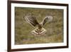 Hen Harrier (Circus Cyaneus) Hovering over Moorland, Glen Tanar Estate, Deeside, Scotland, UK-Mark Hamblin-Framed Photographic Print