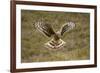 Hen Harrier (Circus Cyaneus) Hovering over Moorland, Glen Tanar Estate, Deeside, Scotland, UK-Mark Hamblin-Framed Photographic Print