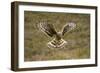 Hen Harrier (Circus Cyaneus) Hovering over Moorland, Glen Tanar Estate, Deeside, Scotland, UK-Mark Hamblin-Framed Photographic Print