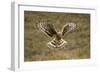 Hen Harrier (Circus Cyaneus) Hovering over Moorland, Glen Tanar Estate, Deeside, Scotland, UK-Mark Hamblin-Framed Photographic Print