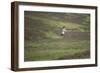 Hen Harrier (Circus Cyaneus) Male in Flight, Glen Tanar Estate, Grampian, Scotland, UK, June-Mark Hamblin-Framed Photographic Print