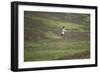 Hen Harrier (Circus Cyaneus) Male in Flight, Glen Tanar Estate, Grampian, Scotland, UK, June-Mark Hamblin-Framed Photographic Print