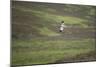 Hen Harrier (Circus Cyaneus) Male in Flight, Glen Tanar Estate, Grampian, Scotland, UK, June-Mark Hamblin-Mounted Photographic Print