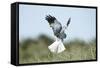 Hen Harrier Male in Flight Hunting, Hovering-null-Framed Stretched Canvas