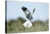 Hen Harrier Male in Flight Hunting, Hovering-null-Stretched Canvas