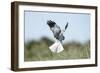 Hen Harrier Male in Flight Hunting, Hovering-null-Framed Photographic Print