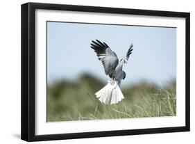 Hen Harrier Male in Flight Hunting, Hovering-null-Framed Photographic Print