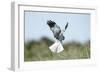 Hen Harrier Male in Flight Hunting, Hovering-null-Framed Photographic Print