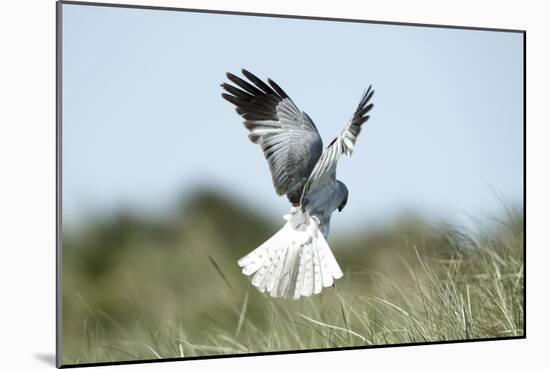 Hen Harrier Male in Flight Hunting, Hovering-null-Mounted Photographic Print