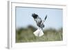 Hen Harrier Male in Flight Hunting, Hovering-null-Framed Photographic Print