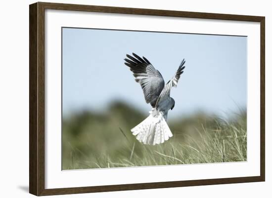 Hen Harrier Male in Flight Hunting, Hovering-null-Framed Photographic Print