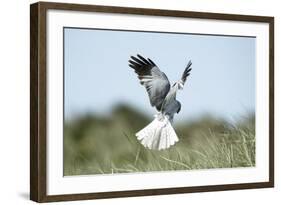 Hen Harrier Male in Flight Hunting, Hovering-null-Framed Photographic Print