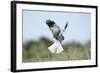 Hen Harrier Male in Flight Hunting, Hovering-null-Framed Photographic Print