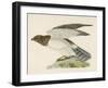 Hen Harrier-Reverend Francis O. Morris-Framed Art Print