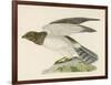 Hen Harrier-Reverend Francis O. Morris-Framed Art Print