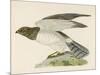 Hen Harrier-Reverend Francis O. Morris-Mounted Art Print