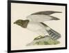 Hen Harrier-Reverend Francis O. Morris-Framed Art Print