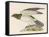 Hen Harrier-Reverend Francis O. Morris-Framed Stretched Canvas