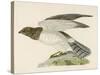 Hen Harrier-Reverend Francis O. Morris-Stretched Canvas