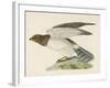 Hen Harrier-Reverend Francis O. Morris-Framed Art Print