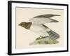 Hen Harrier-Reverend Francis O. Morris-Framed Art Print