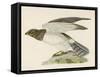 Hen Harrier-Reverend Francis O. Morris-Framed Stretched Canvas