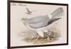 Hen Harrier-John Gould-Framed Art Print